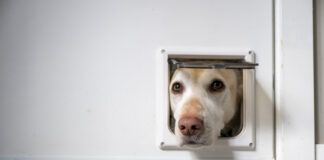 Smart dog doors offer improvements over the doggie doors of yesteryear.