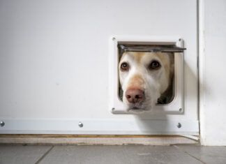 Smart Dog Door Buying Guide Smart dog doors offer improvements over the doggie doors of yesteryear.