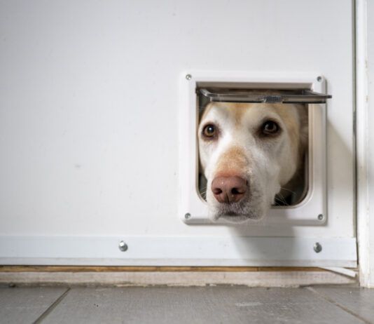 Smart dog doors offer improvements over the doggie doors of yesteryear.