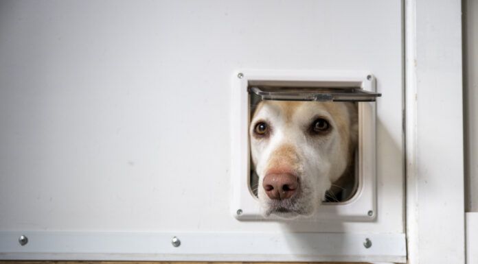 Smart dog doors offer improvements over the doggie doors of yesteryear.