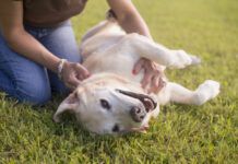 Your Guide to Fibrosarcomas in Dogs Sarcomas in dogs are local cancers that can be removed without much issue.