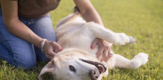 Sarcomas in dogs are local cancers that can be removed without much issue.