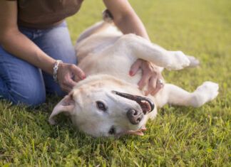 Your Guide to Fibrosarcomas in Dogs Sarcomas in dogs are local cancers that can be removed without much issue.