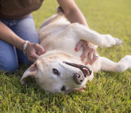 Your Guide to Fibrosarcomas in Dogs Sarcomas in dogs are local cancers that can be removed without much issue.