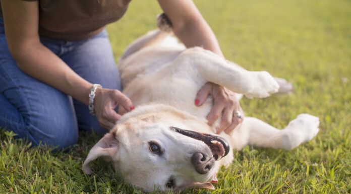 Your Guide to Fibrosarcomas in Dogs Sarcomas in dogs are local cancers that can be removed without much issue.