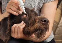 You cannot use human eyedrops on dogs. As many contain ingredients that might harm dogs.