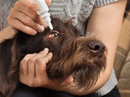 You cannot use human eyedrops on dogs. As many contain ingredients that might harm dogs.