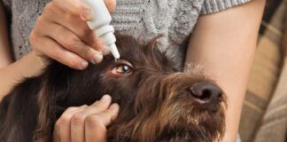 You cannot use human eyedrops on dogs. As many contain ingredients that might harm dogs.