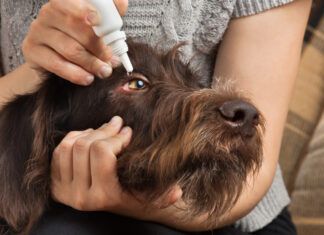 Can You Use Human Eye Drops on Dogs? You cannot use human eyedrops on dogs. As many contain ingredients that might harm dogs.