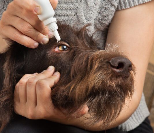 You cannot use human eyedrops on dogs. As many contain ingredients that might harm dogs.