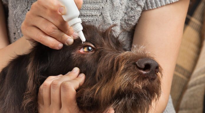 You cannot use human eyedrops on dogs. As many contain ingredients that might harm dogs.