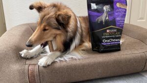 OraChews by Purina are a good dog dental chew for dogs with a sensitive stomach.
