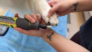 The Ryobi was the e best dog nail grinder for dogs with thick strong nails.