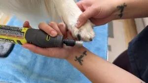 The Ryobi was the e best dog nail grinder for dogs with thick strong nails.