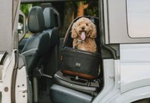The Best Car Seats for Dogs A cheerful dog strapped into a specialized car seat for dogs looks happily at the camera from the back an SUV through an open rear door.