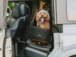 The Best Car Seats for Dogs A cheerful dog strapped into a specialized car seat for dogs looks happily at the camera from the back an SUV through an open rear door.