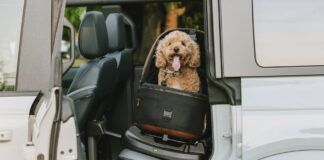 A cheerful dog strapped into a specialized car seat for dogs looks happily at the camera from the back an SUV through an open rear door.
