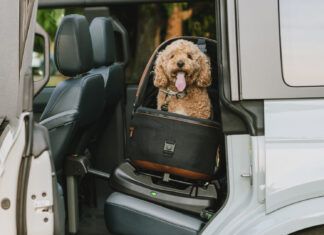 The Best Car Seats for Dogs A cheerful dog strapped into a specialized car seat for dogs looks happily at the camera from the back an SUV through an open rear door.