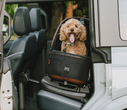 The Best Car Seats for Dogs A cheerful dog strapped into a specialized car seat for dogs looks happily at the camera from the back an SUV through an open rear door.