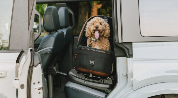 A cheerful dog strapped into a specialized car seat for dogs looks happily at the camera from the back an SUV through an open rear door.