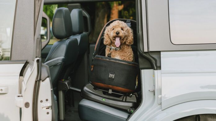 A cheerful dog strapped into a specialized car seat for dogs looks happily at the camera from the back an SUV through an open rear door.