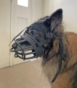 A 45-pound Belgian Tervuren wearing a large size basket muzzle.
