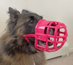 A Belgian Tervuren wearing a hot pink muzzle.