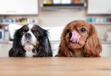 Why Is My Dog Always Hungry? Why is your dog always hungry? They may just associate treats with affection, or their could be a medical issue.