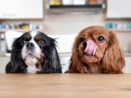 Why Is My Dog Always Hungry? Why is your dog always hungry? They may just associate treats with affection, or their could be a medical issue.