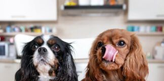 Why is your dog always hungry? They may just associate treats with affection, or their could be a medical issue.
