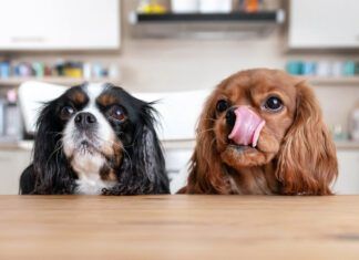 Why Is My Dog Always Hungry? Why is your dog always hungry? They may just associate treats with affection, or their could be a medical issue.