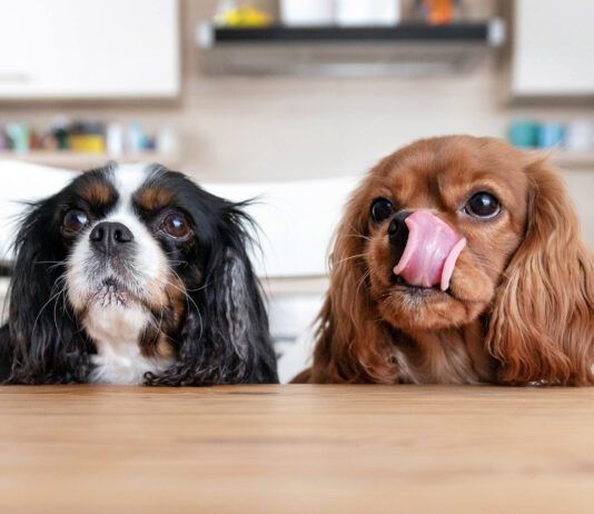Why is your dog always hungry? They may just associate treats with affection, or their could be a medical issue.