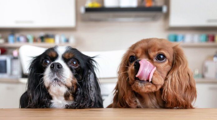 Why is your dog always hungry? They may just associate treats with affection, or their could be a medical issue.
