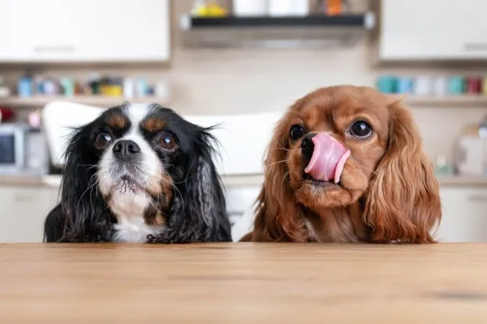 Two dogs behind the table Why is your dog always hungry? They may just associate treats with affection, or their could be a medical issue.