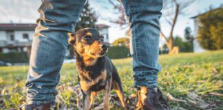 Dogs can smell fear on their owner and other humans.