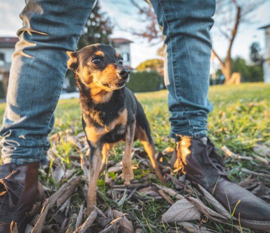 Do Dogs Smell Fear? Dogs can smell fear on their owner and other humans.