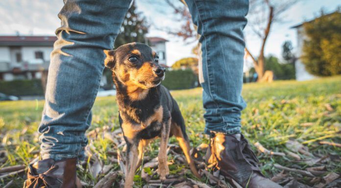 Do Dogs Smell Fear? Dogs can smell fear on their owner and other humans.
