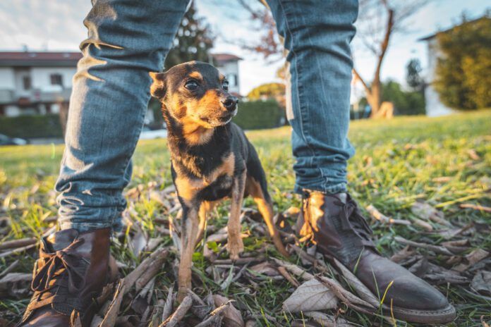 Do Dogs Smell Fear? – Whole Dog Journal