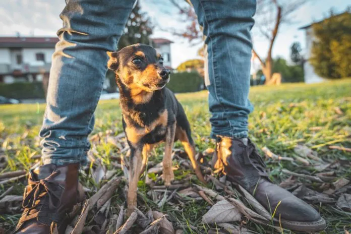 Chihuahua dog sheltering between his owner's legs Dogs can smell fear on their owner and other humans.