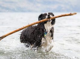 Dog Perfume Dog perfume can be just what's needed to get rid of the lingering stentch of seaweed, or roadkill.