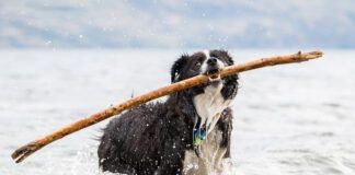 Dog perfume can be just what's needed to get rid of the lingering stentch of seaweed, or roadkill.