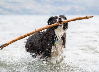 Dog perfume can be just what's needed to get rid of the lingering stentch of seaweed, or roadkill.