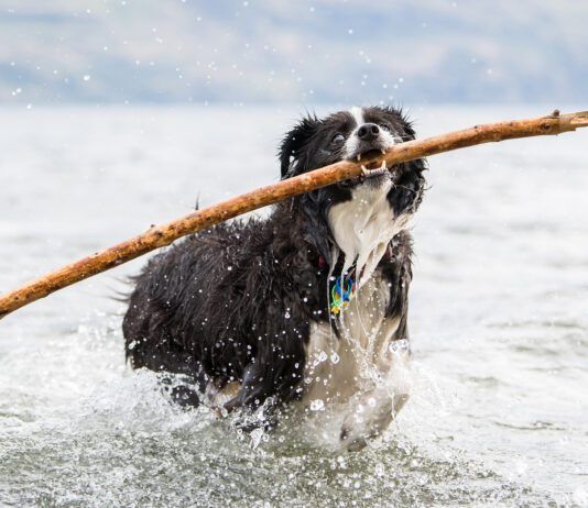 Dog perfume can be just what's needed to get rid of the lingering stentch of seaweed, or roadkill.