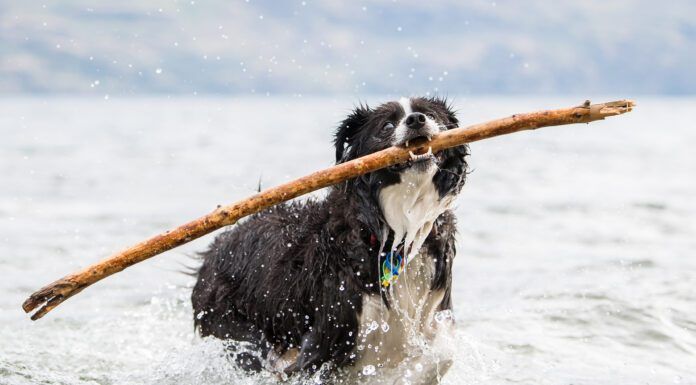 Dog Perfume Dog perfume can be just what's needed to get rid of the lingering stentch of seaweed, or roadkill.