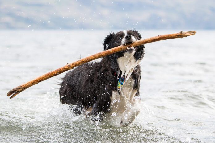 Border collie shakes off water Dog perfume can be just what's needed to get rid of the lingering stentch of seaweed, or roadkill.