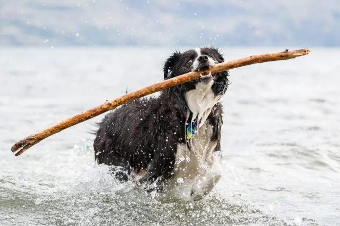 Border collie shakes off water Dog perfume can be just what's needed to get rid of the lingering stentch of seaweed, or roadkill.