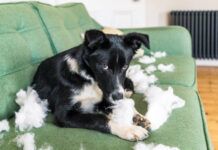 Dogs don't feel lasting guilt and keeping them from repeating unwanted behaviors requires immediate correction.