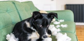 Dogs don't feel lasting guilt and keeping them from repeating unwanted behaviors requires immediate correction.