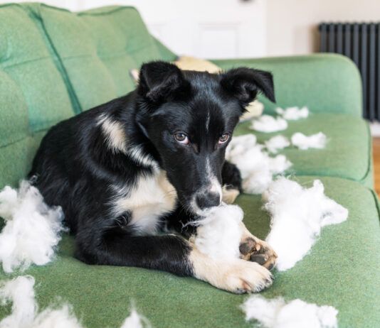 Do Dogs Feel Guilt? Dogs don't feel lasting guilt and keeping them from repeating unwanted behaviors requires immediate correction.