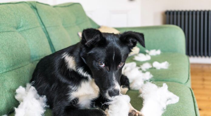 Do Dogs Feel Guilt? Dogs don't feel lasting guilt and keeping them from repeating unwanted behaviors requires immediate correction.